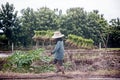 Farmer carry the saplings rice move to padding fields. beatiful countryside view.