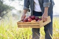 farmer carry wooden box of harvested apples