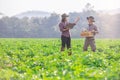 Farmer carrying a basket of potatoes Have researchers check quality and analyze results on laptop. Fresh organic potatoes in box.