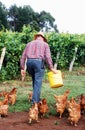 Farmer carrying a bucket of feed as a flock of chickens follow him waiting to be fed