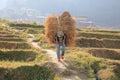 Farmer Carrying Heavy Load of Grain II, Bhutan