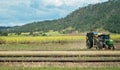 Farmer Carting Harvested Sugar Cane To The Refinery