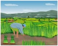 Farmer cartoon shape work in paddy field Royalty Free Stock Photo