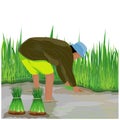 Farmer cartoon shape work in paddy field Royalty Free Stock Photo