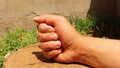 Farmer caught 3 earwigs in his garden then let them run away from his hand