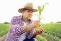 Farmer check quality of leaves and growth in corn field