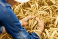 Farmer check the quality of wheat grain spikelets in cereal field