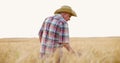 Farmer in check shirt walking through golden wheat field and checking the harvest on summer evening