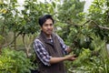 Farmer is checking the avocado fruit for ripen and disease blemish during harvest season for tropical fruit farm and plantation