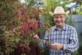 Farmer checking barberry branch with fresh ripe berries at his garden.