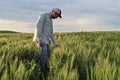 Farmer Checking Crop in a Wheatfield