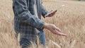 Farmer checking data in a wheat field with a tablet and examination crop