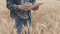 Farmer checking data in a wheat field with a tablet and examination crop
