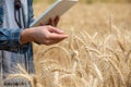 farmer checking data in a wheat field with a tablet and examnination crop
