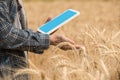 Farmer is checking data in a wheat field with a tablet and examnination crop