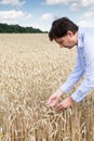 Farmer checking gold wheat sprouts Royalty Free Stock Photo