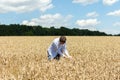 Farmer checking gold wheat sprouts Royalty Free Stock Photo