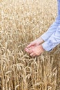 Farmer checking gold wheat sprouts Royalty Free Stock Photo