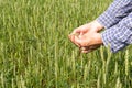 Farmer checking green wheat sprouts Royalty Free Stock Photo