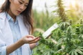 Farmer checking hemp plants in the field, Cultivation of marijuana, flowering cannabis plant as a legal medicinal drug