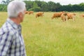 Farmer checking herd cattle