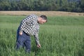 Farmer checking his crop