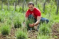 Farmer checking his lavender plantation Royalty Free Stock Photo