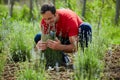 Farmer checking his lavender plantation Royalty Free Stock Photo