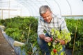 Farmer Checking Organic Chilli Plants In Greenhouse