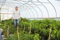 Farmer Checking Organic Chilli Plants In Greenhouse