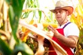 Farmer checking the quality of the corn crops