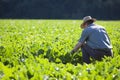 Farmer checking the quality of the crop in a field of sugar-beet