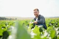 Farmer checking the quality of the crop in a field of sugar-beet - selective focus on the man Royalty Free Stock Photo