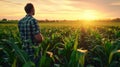 Farmer checking the quality of his corn field at the sunset Royalty Free Stock Photo