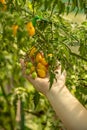 Farmer is checking the ripeness of tomatoes Royalty Free Stock Photo