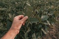 Farmer checking soybean crops in field, close up of male hand touching plant Royalty Free Stock Photo