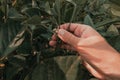 Farmer checking soybean crops in field, close up of male hand touching plant Royalty Free Stock Photo