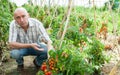 Farmer checking tomato plants Royalty Free Stock Photo
