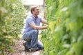Farmer Checking Tomato Plants In Greenhouse Royalty Free Stock Photo