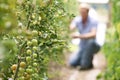 Farmer Checking Tomato Plants In Greenhouse Royalty Free Stock Photo