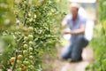 Farmer Checking Tomato Plants In Greenhouse