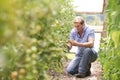 Farmer Checking Tomato Plants In Greenhouse Royalty Free Stock Photo