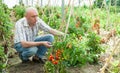 Farmer checking tomato plants Royalty Free Stock Photo