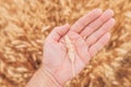 Farmer checking up development of grains in ripening wheat crop ears in field, close up of male hand