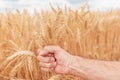 Farmer checking up development of grains in ripening wheat crop ears in field, close up of male hand