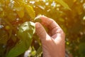 Farmer checking up on unripe fruit of mandarin orange in organic orchard, close up of male hand