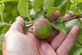 Farmer Checking A Young Apple Royalty Free Stock Photo