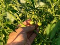 A farmer checks green ripening tomatoes for infection with bacterial diseases and pests. Close-up of a farmer hand holding a