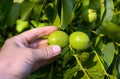 A farmer checks green ripening walnuts on a branch for infestation with bacterial diseases or pests. Close-up of a farmer hand