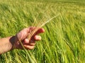 Farmer checks with his hand the spikelets unripe wheat Royalty Free Stock Photo